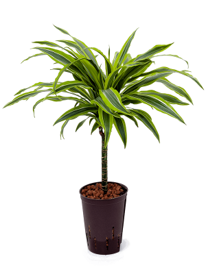 Dracaena fragrans 'Lemon Lime'