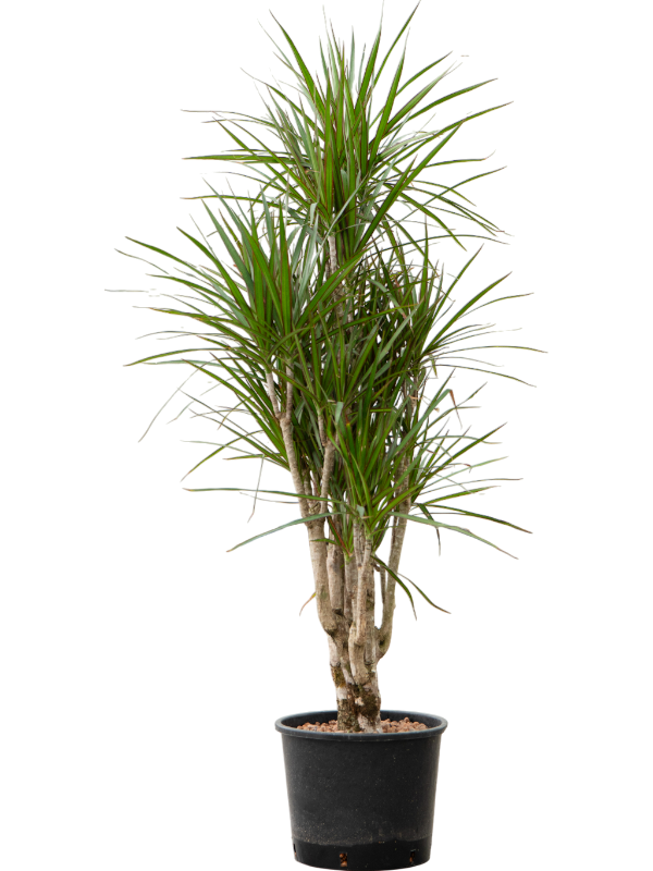 Dracaena marginata