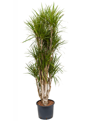 Dracaena marginata