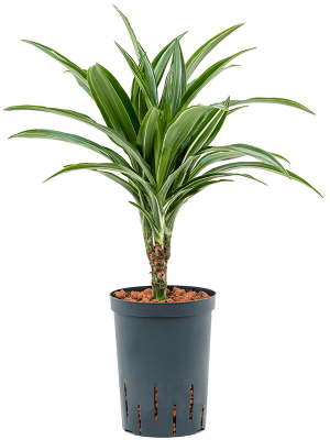 Dracaena fragrans 'Ulises'