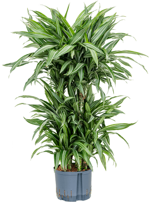 Dracaena fragrans 'Ulises'