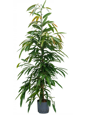 Ficus binnendijkii 'Amstel King'