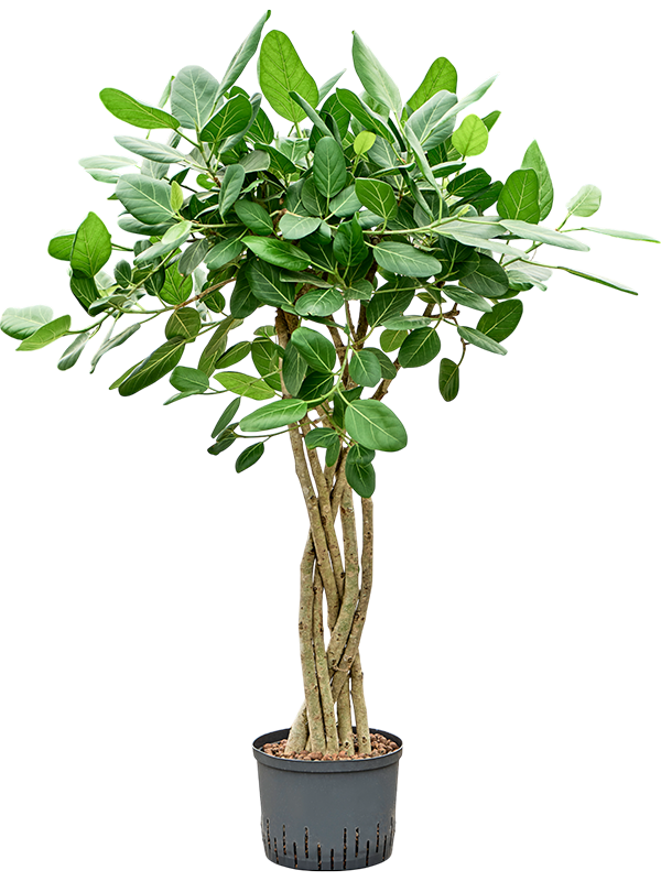 Ficus benghalensis 'Audrey'