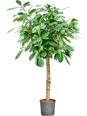 Ficus cyathistipula