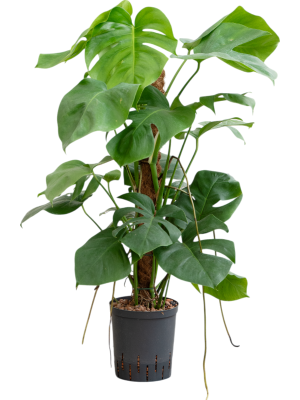 Monstera deliciosa