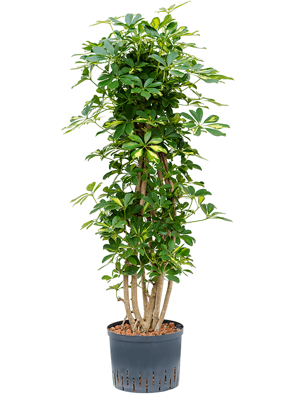 Schefflera arboricola 'Gold Capella'