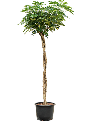 Schefflera arboricola 'Gold Capella'