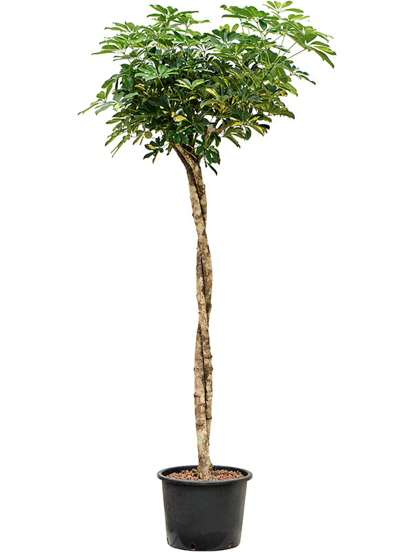 Schefflera arboricola 'Gold Capella'