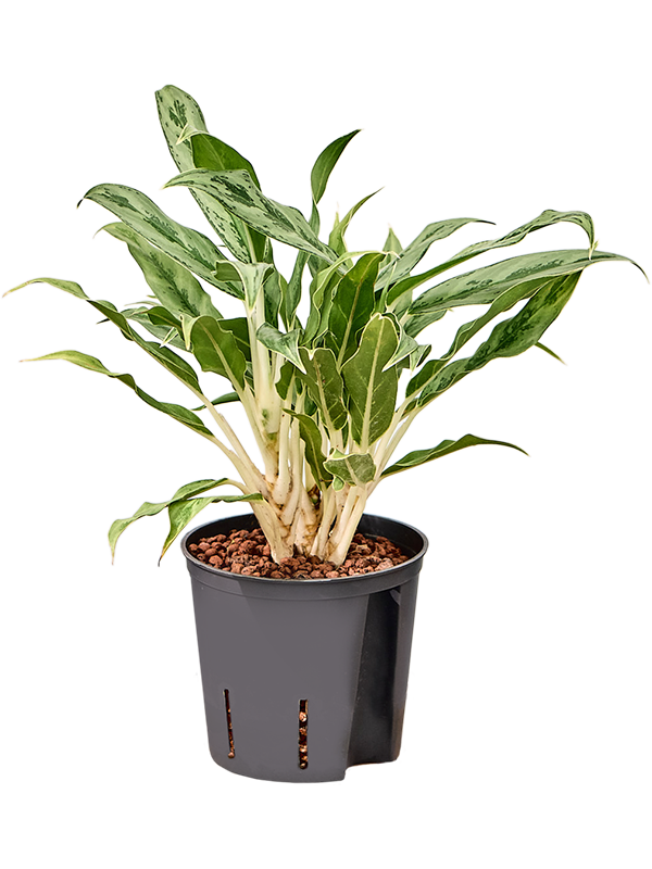 Aglaonema 'Greyhound'