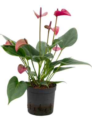 Anthurium andraeanum 'Cirano'