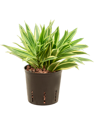 Pleomele (Dracaena) reflexa 'Song of Hawai'