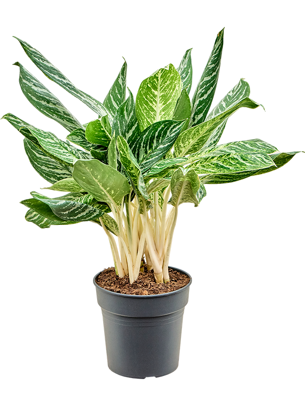 Aglaonema 'Madonna'