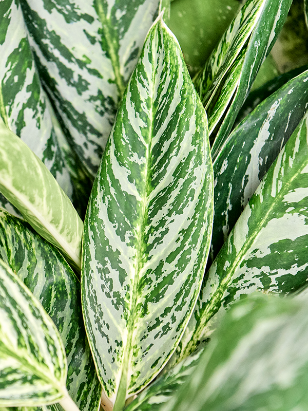 Aglaonema 'Madonna'