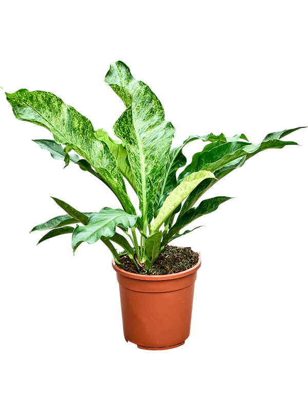 Anthurium 'Hookeri Variegata' (45%)