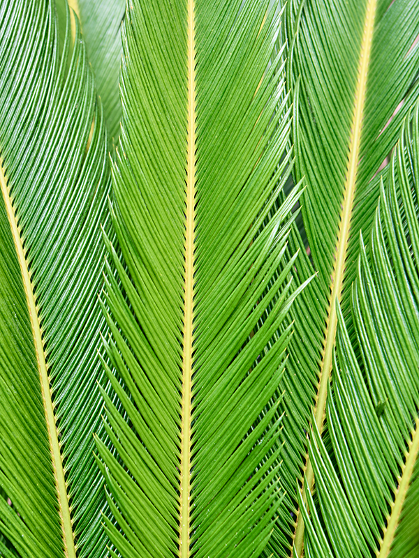 Cycas revoluta