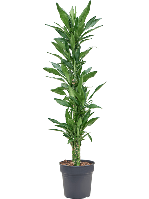 Dracaena fragrans 'Burundii'