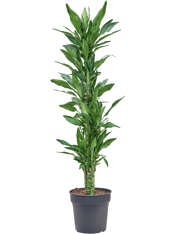 Dracaena fragrans 'Burundii'