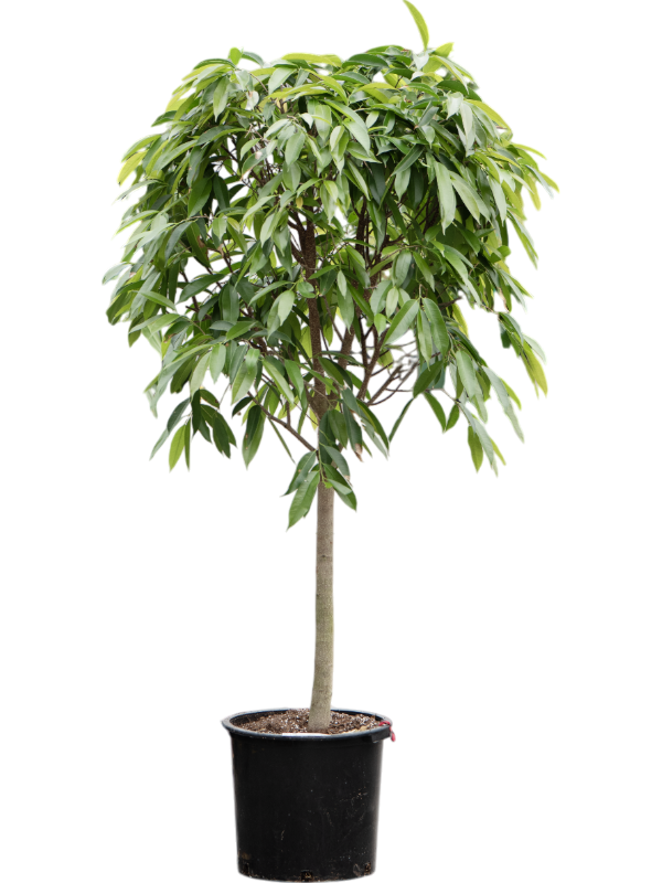 Ficus binnendijkii 'Amstel King'