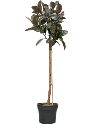 Ficus elastica 'Abidjan'