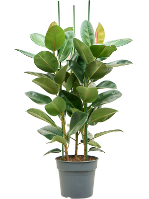 Ficus elastica 'Robusta'