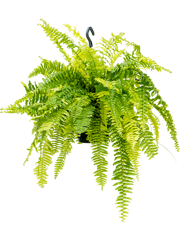 Nephrolepis exaltata 'Tiger Fern'