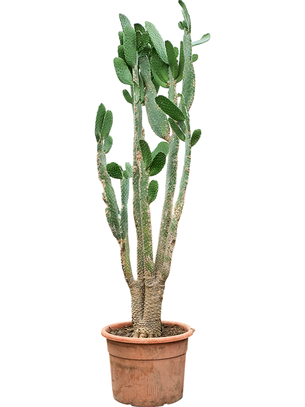 Opuntia consolea