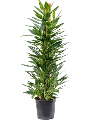 Philodendron 'Cobra'