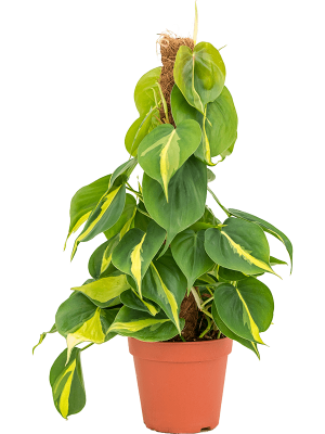 Philodendron scandens 'Brasil'