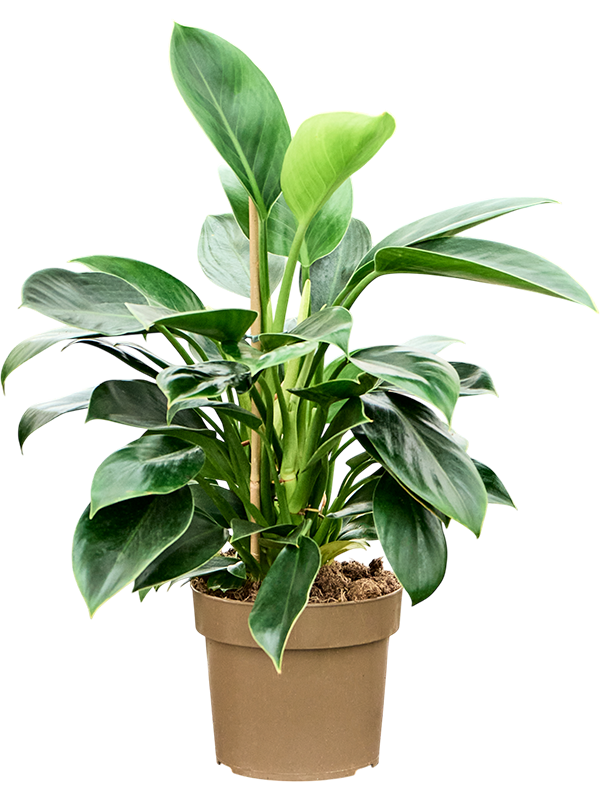 Philodendron 'Green Princess'