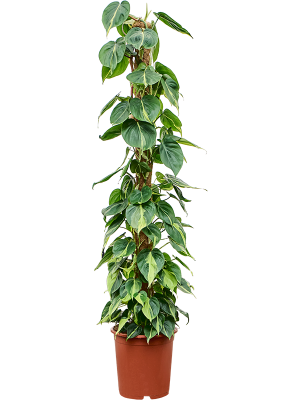 Philodendron scandens 'Brasil'