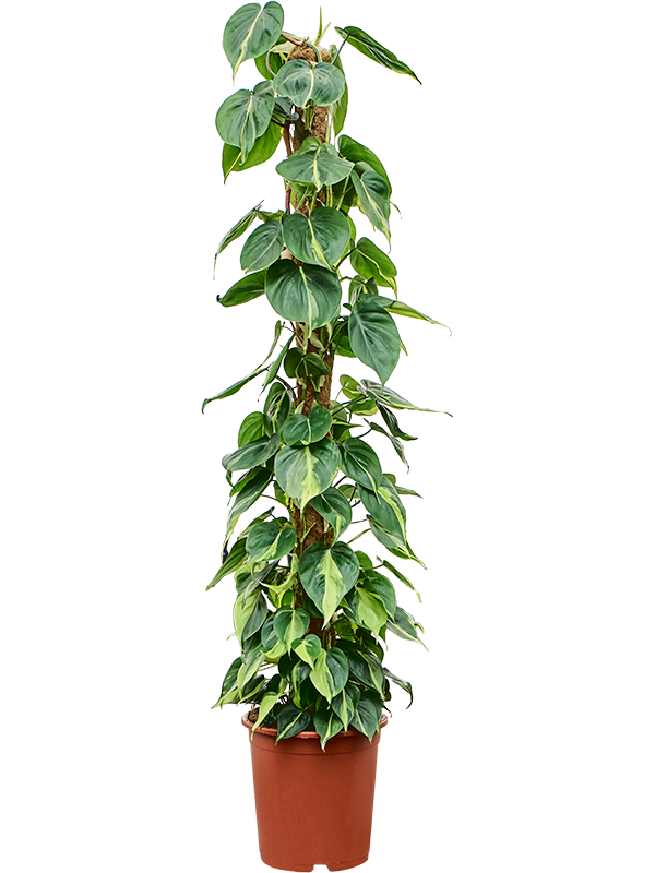 Philodendron scandens 'Brasil'