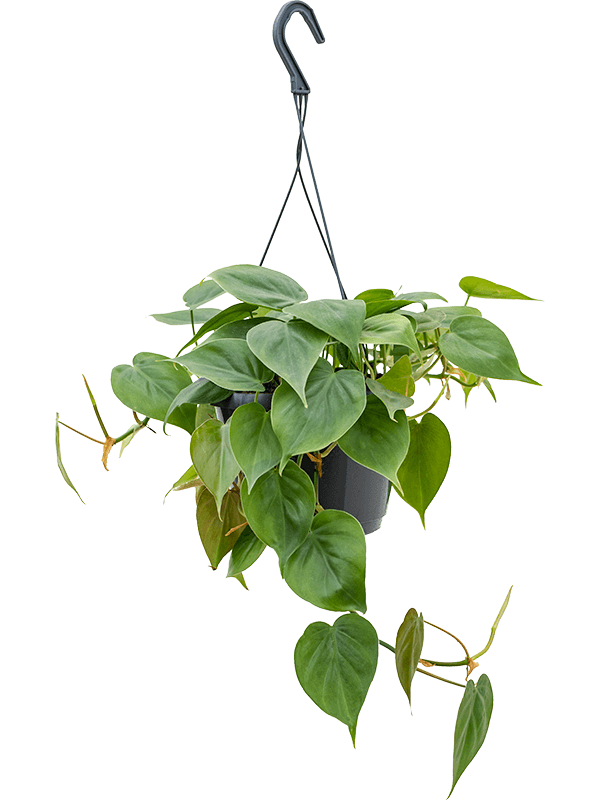 Philodendron scandens