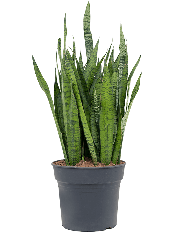 Sansevieria zeylanica