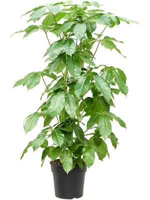 Schefflera actinophylla 'Amate'