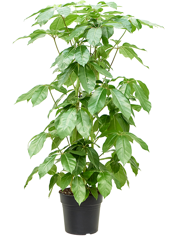 Schefflera actinophylla 'Amate'