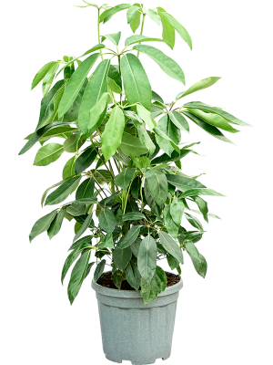 Schefflera actinophylla 'Amate' (110-130)