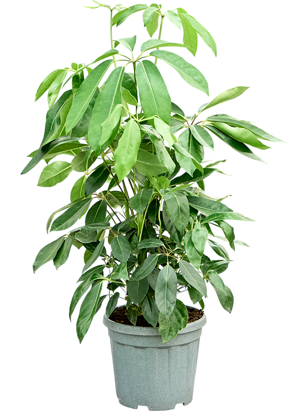 Schefflera actinophylla 'Amate' (110-130)