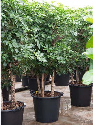 Schefflera arboricola 'Compacta'