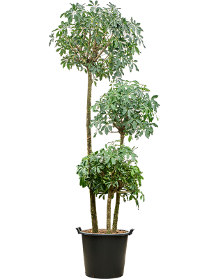 Schefflera arboricola 'Compacta'