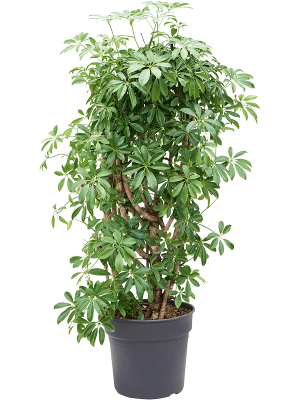 Schefflera arboricola 'Compacta'