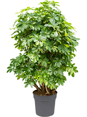 Schefflera arboricola 'Gold Capella'