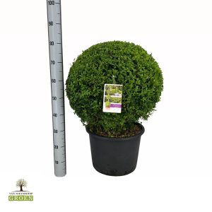 Buxus sempervirens Bol 65