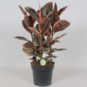 Ficus elastica 'Belize'