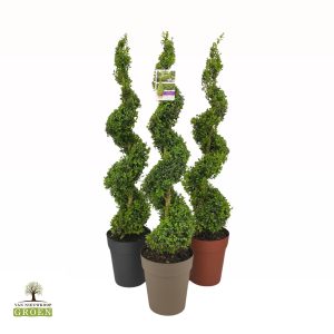 Buxus sempervirens