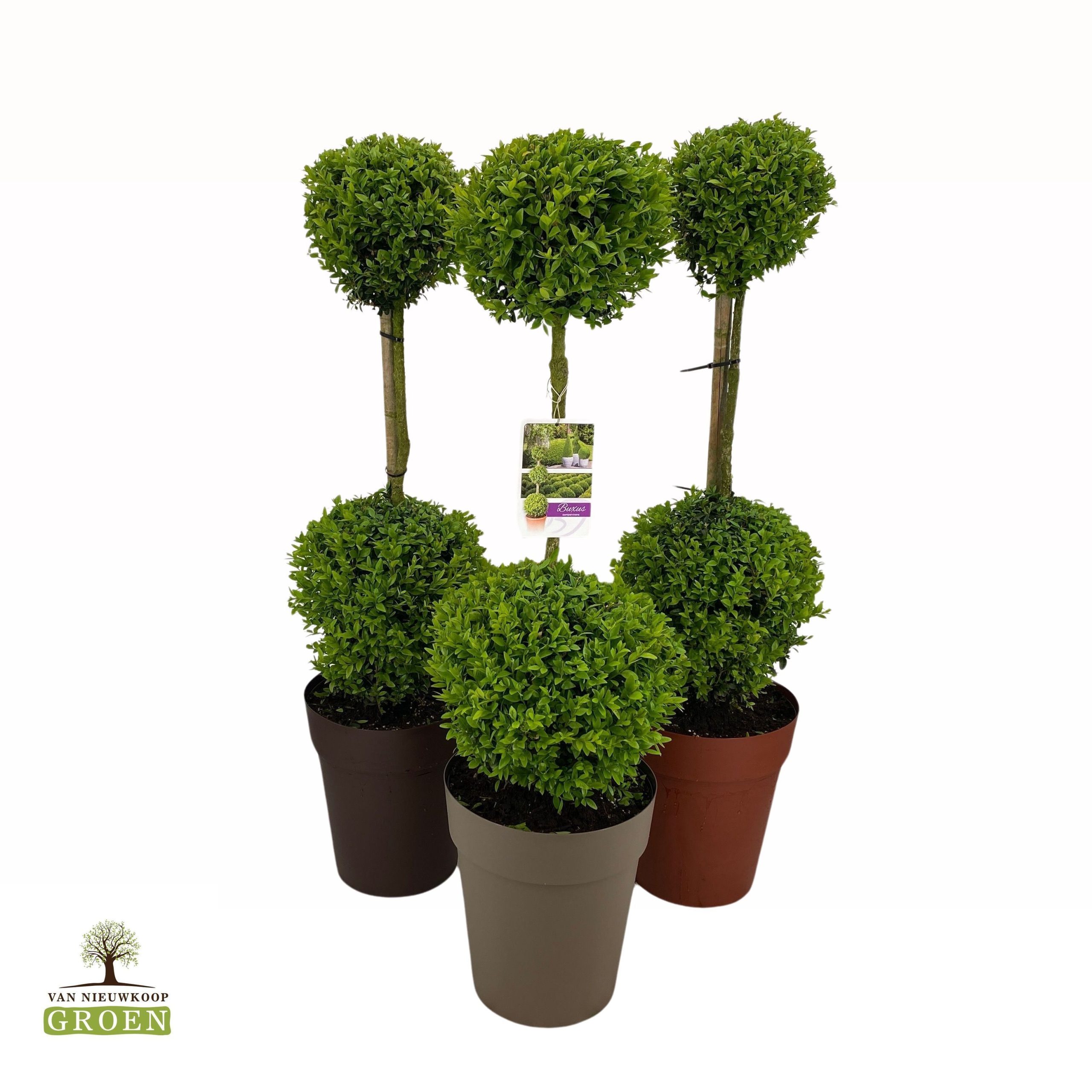 Buxus sempervirens
