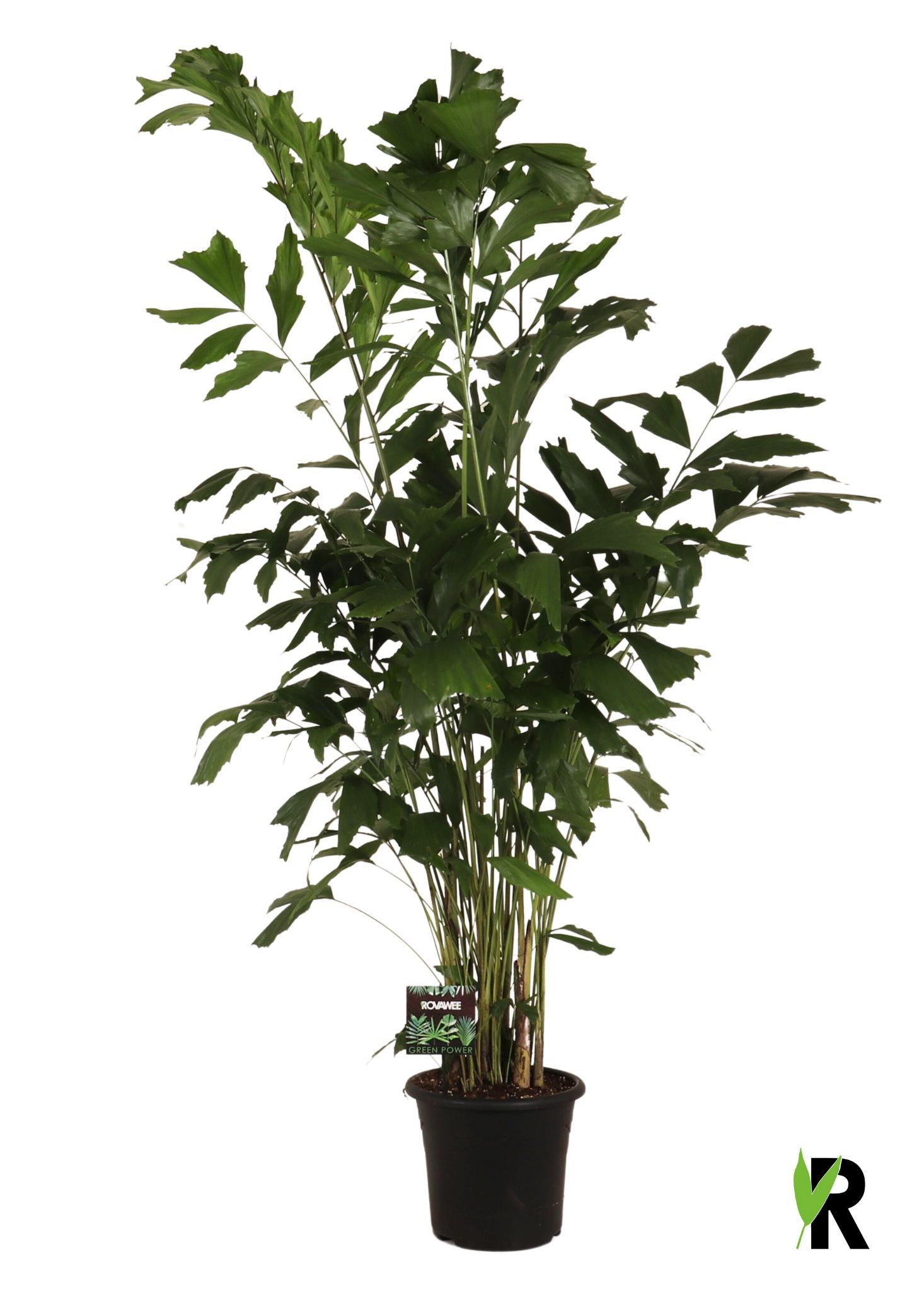 Caryota mitis