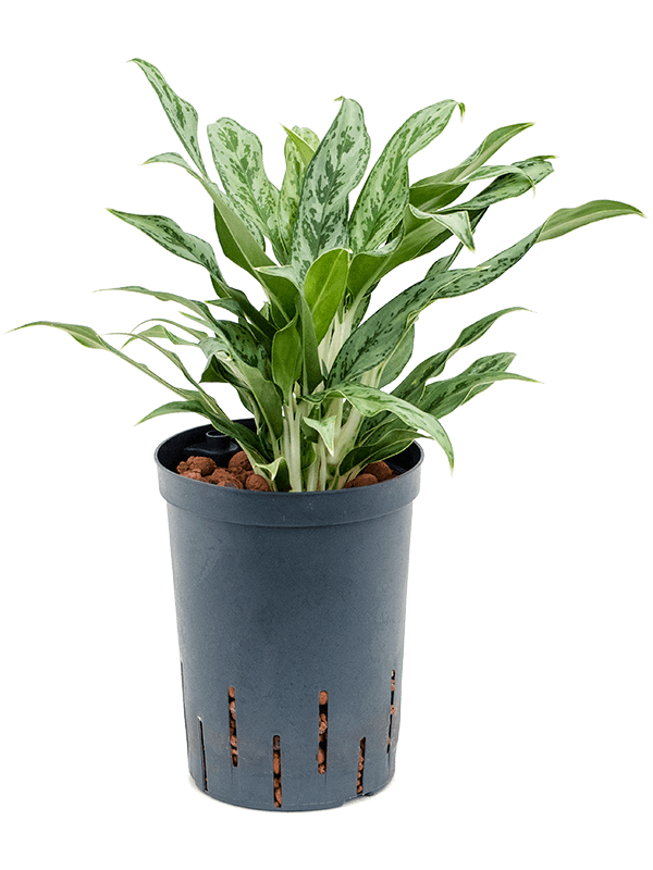 Aglaonema 'Greyhound'