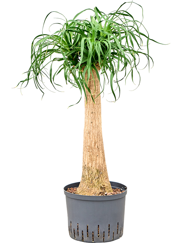 Beaucarnea recurvata