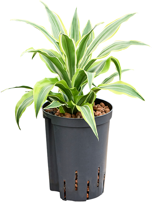 Dracaena fragrans 'Surprise'