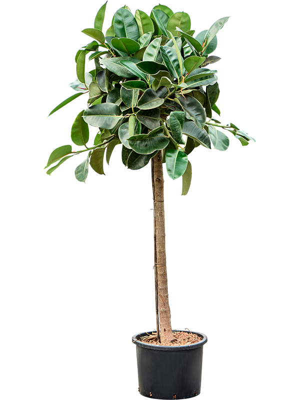 Ficus elastica 'Robusta'